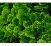 Кипарисовик туполистный  Нана Лютеа (Nana Lutea) С2